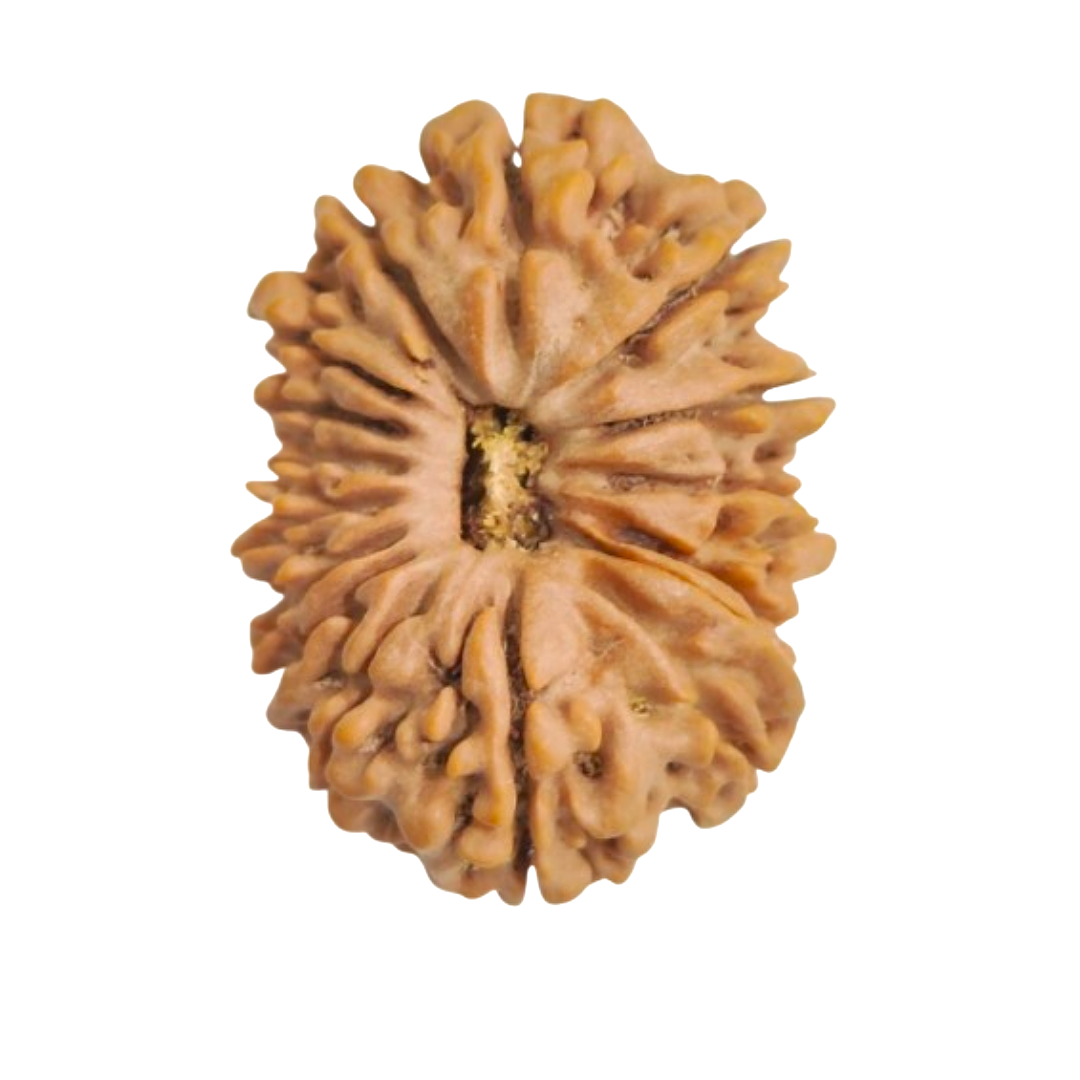 16 mukhi Rudraksha