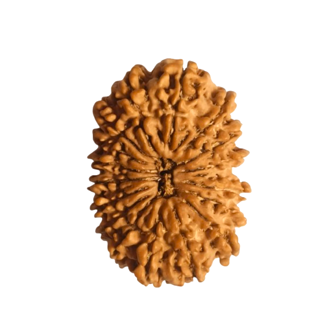 17 mukhi Rudraksha