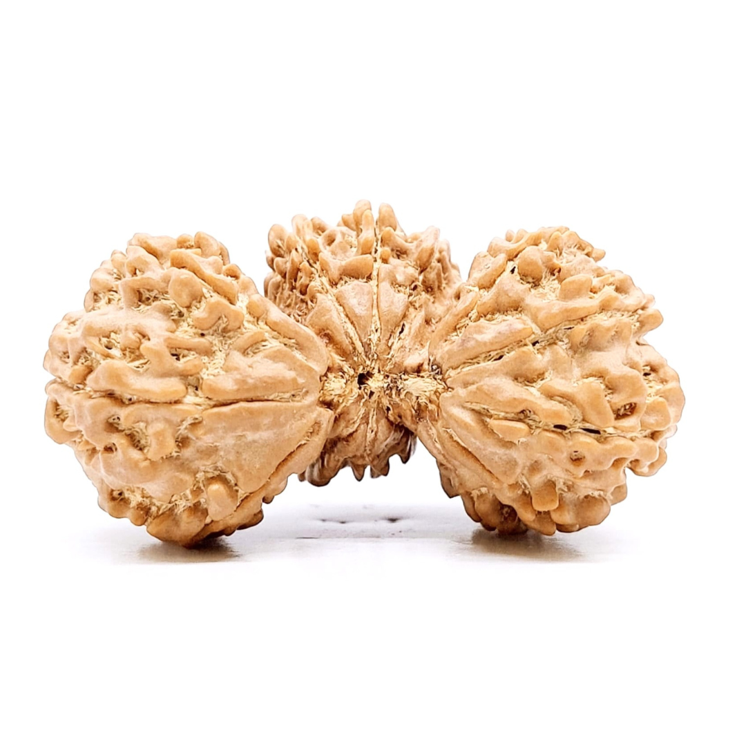 Trijuti Rudraksha