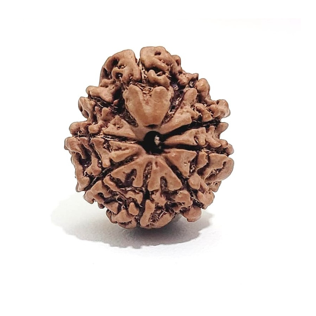 Savar Naag Rudraksha