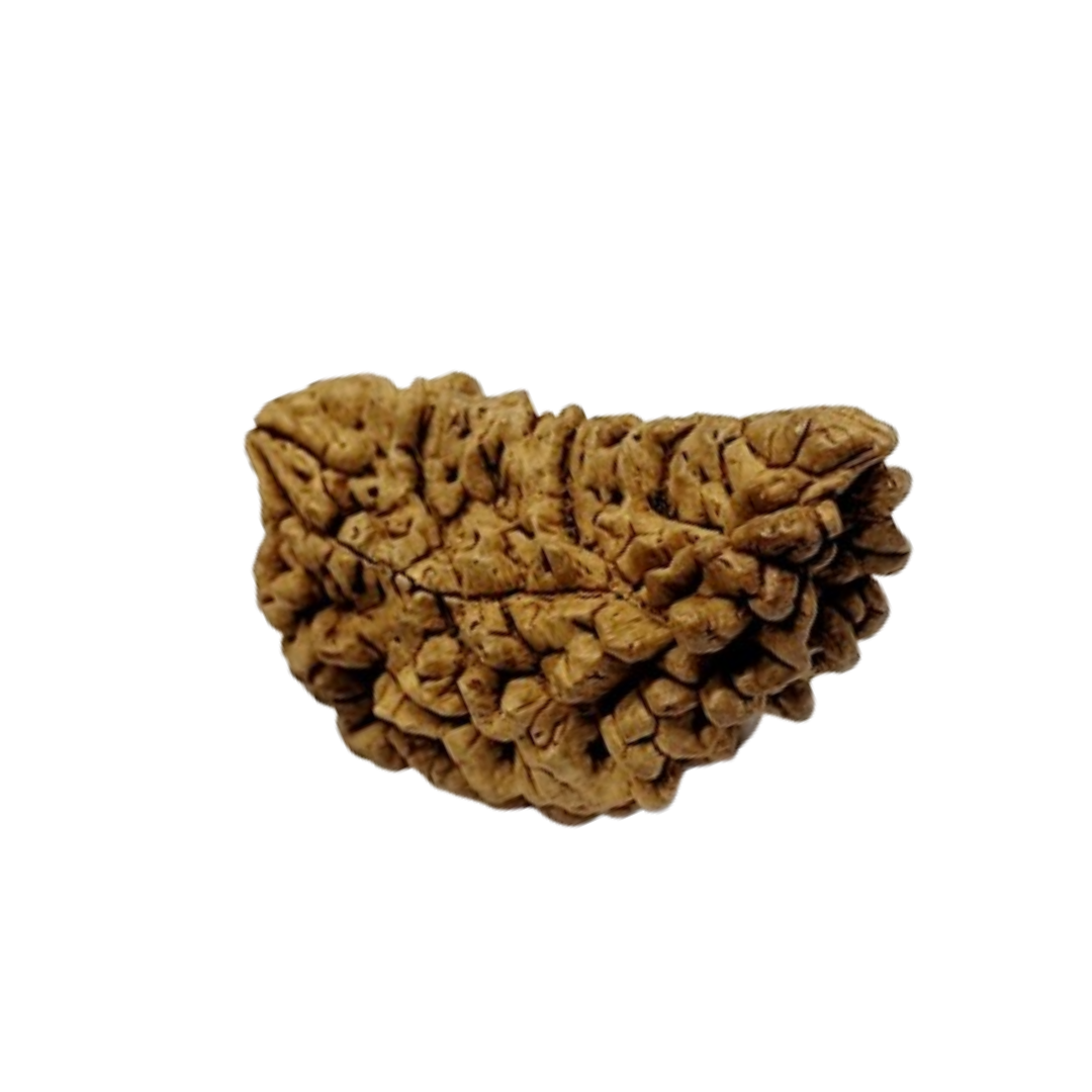 Halfmoon Rudraksha from Sri Lanka - 30 to 32mm