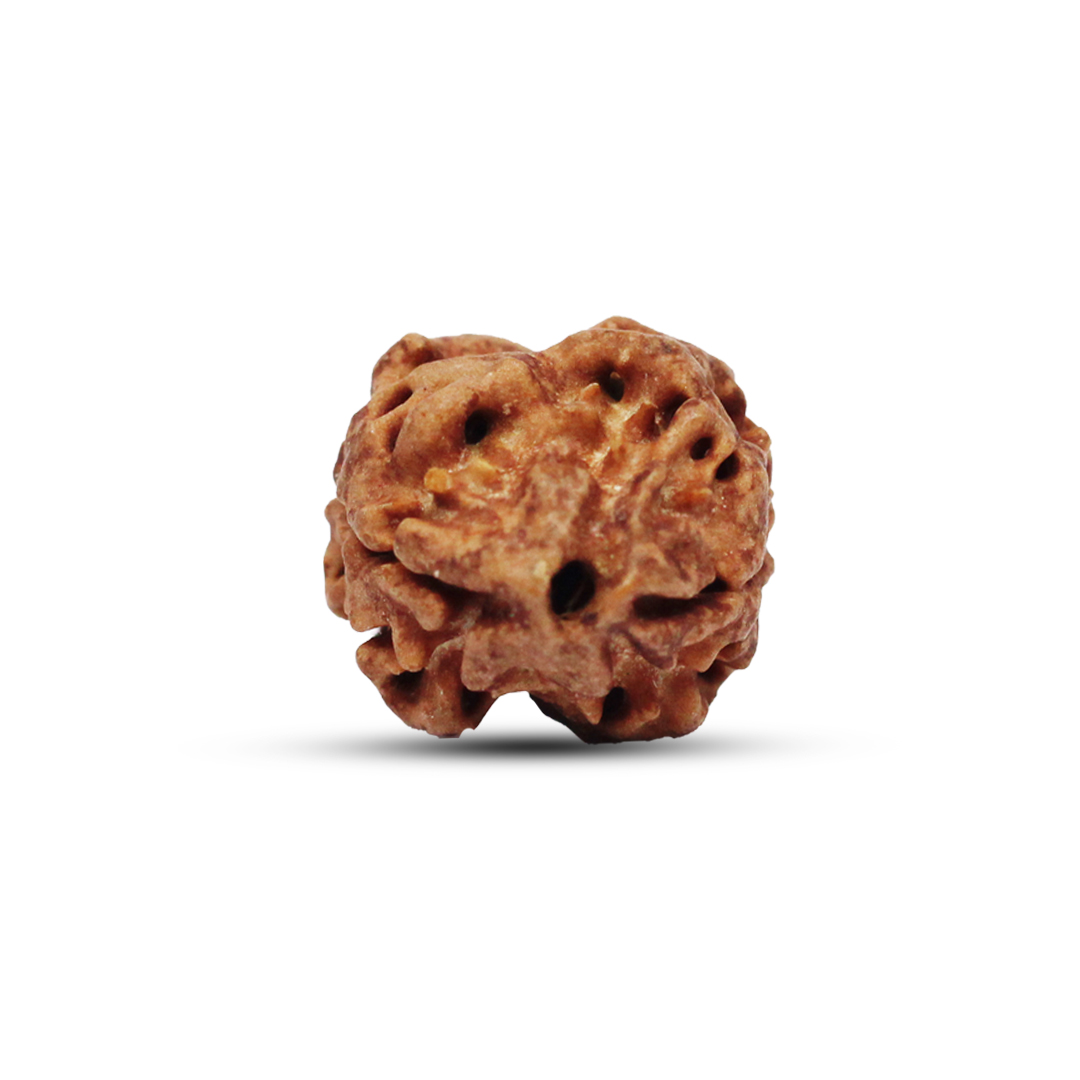 2 mukhi Rudraksha from Nepal - 18mm