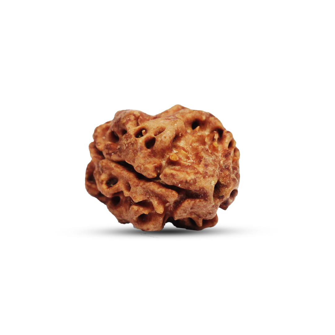 2 mukhi Rudraksha from Nepal - 18mm - Image 2