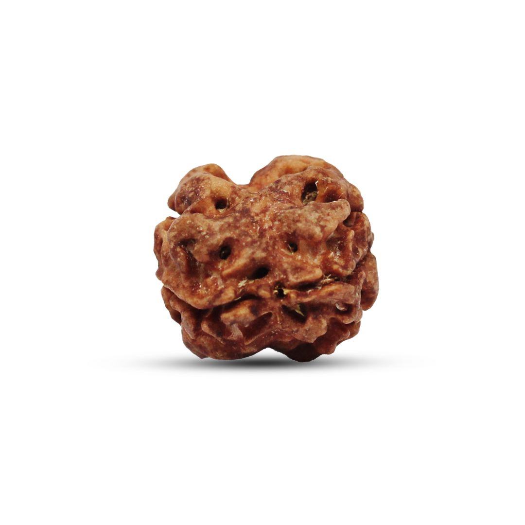 2 mukhi Rudraksha from Nepal - 18mm - Image 3
