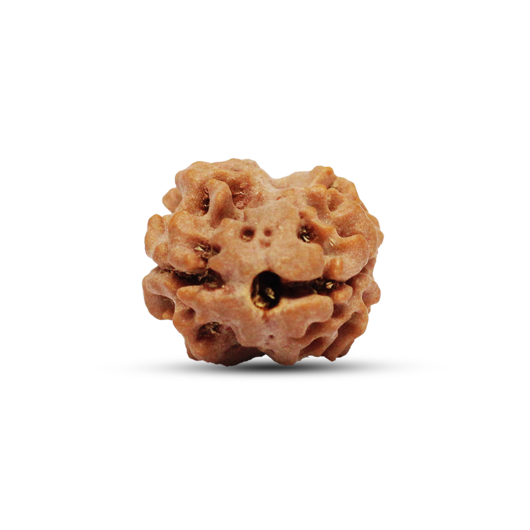 2 mukhi Rudraksha from Nepal - 20mm