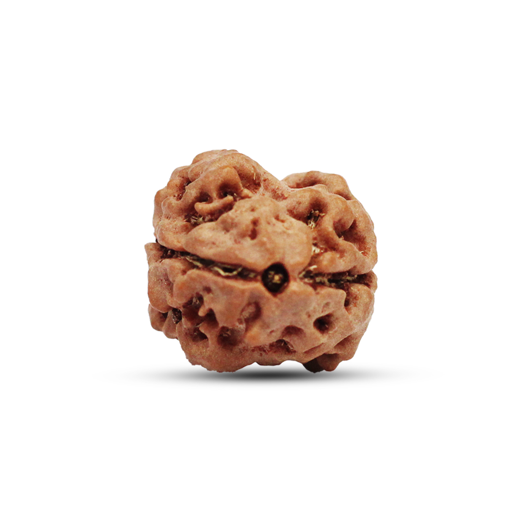 2 mukhi Rudraksha from Nepal - 18-20mm - Premium Beads